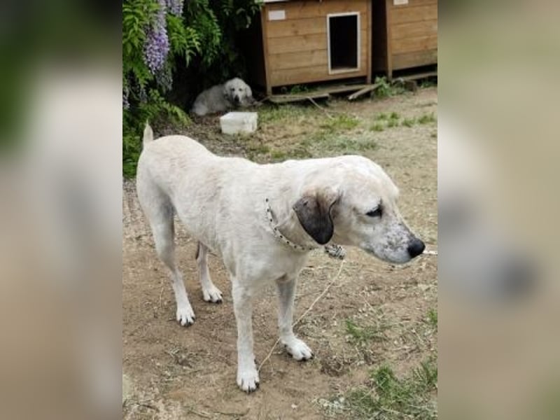 Sanfte Luna möchte Familienanschluss