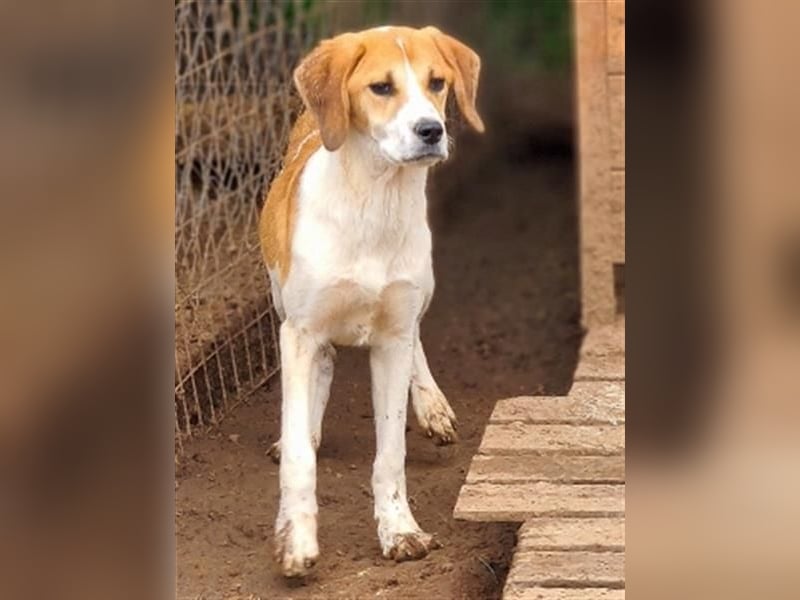 Freundlicher Lony - auf der Suche nach seinem Zuhause