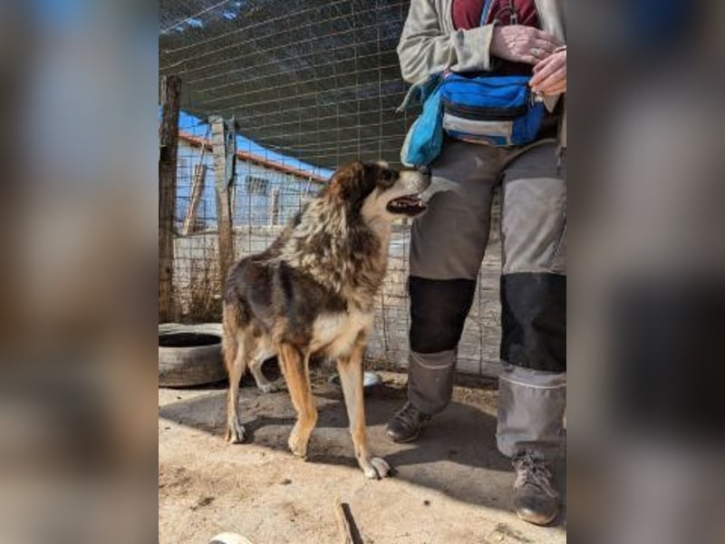 Kyros - ein Herz auf 4 Pfoten