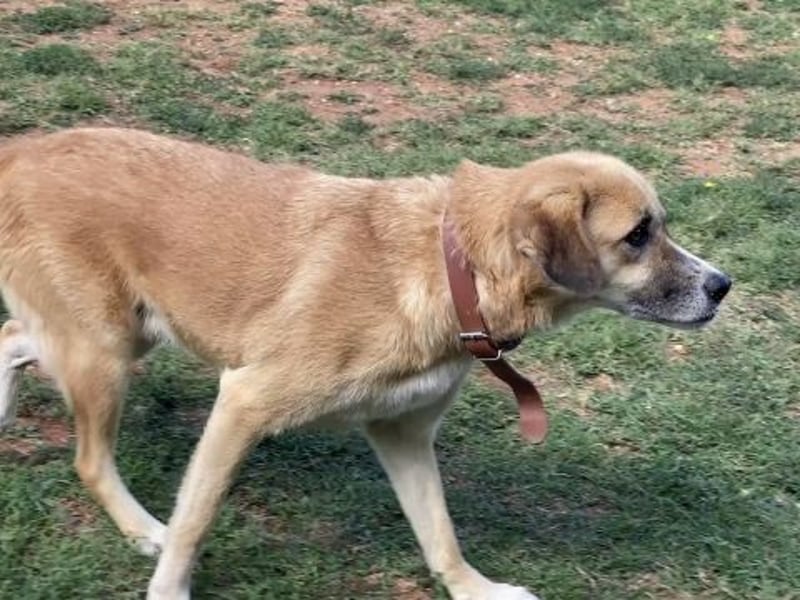 Sanfter Milo sucht ein liebevolles Zuhause für immer ❤️
