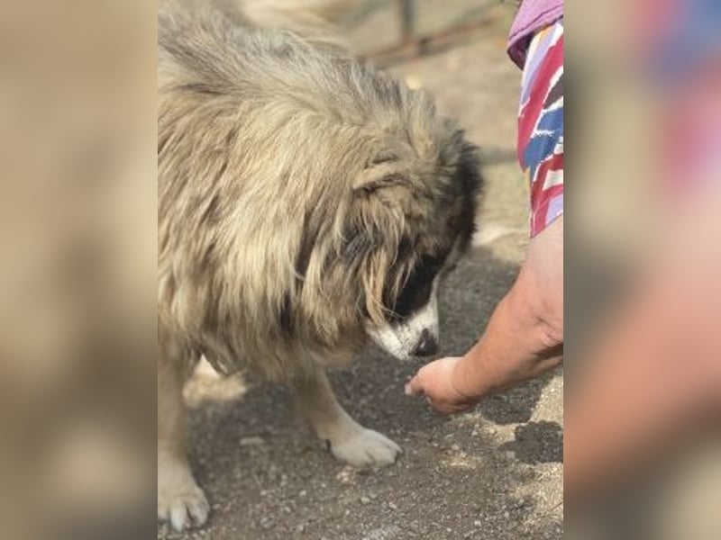 Panagos sucht Zuhause mit Arbeitsauftrag