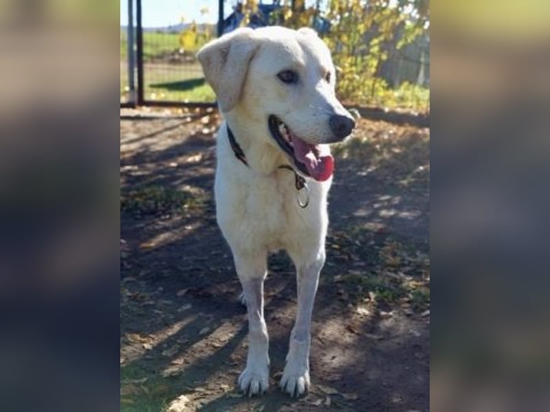 Freundlicher Manthos auf Familiensuche