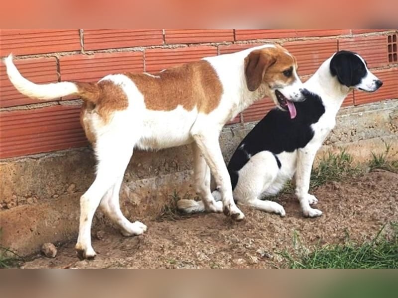 Freundlicher Lony - auf der Suche nach seinem Zuhause