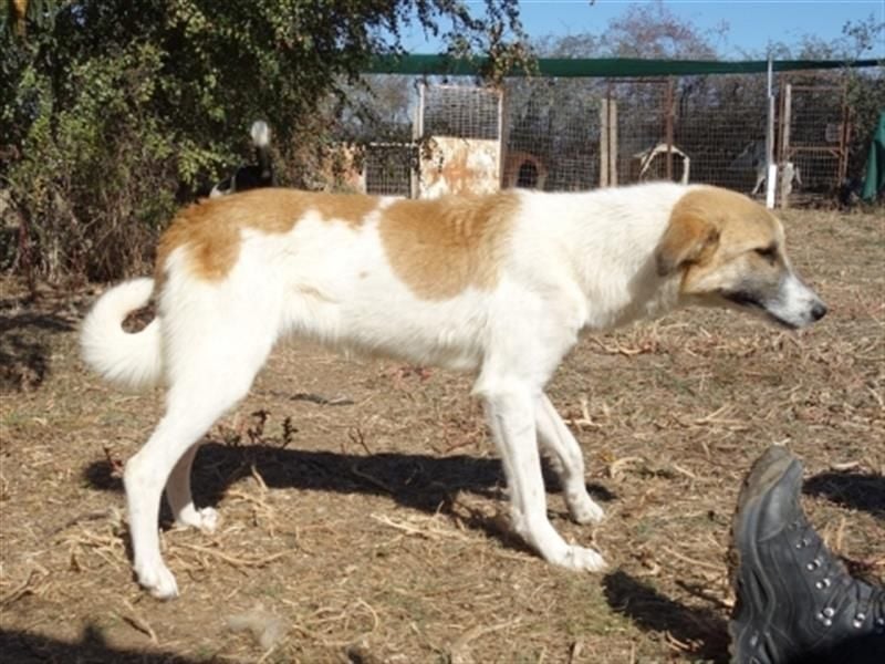 Emma - freundliche Hündin sucht ihre Familie