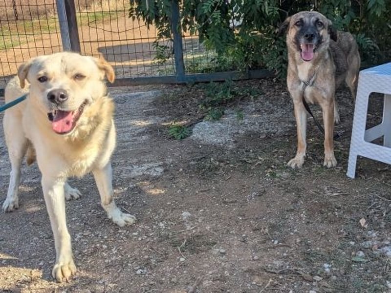 Freundliche Kyra sucht ihr Glück