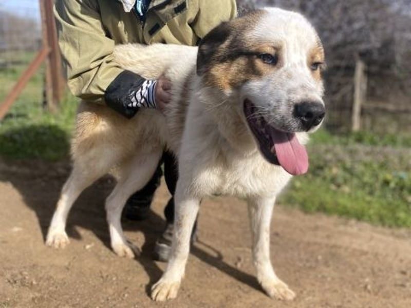 Freundlicher CLIFF - ein Herz auf 4 Pfoten