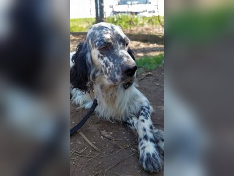 Matteo - feiner junger Setter-Mix