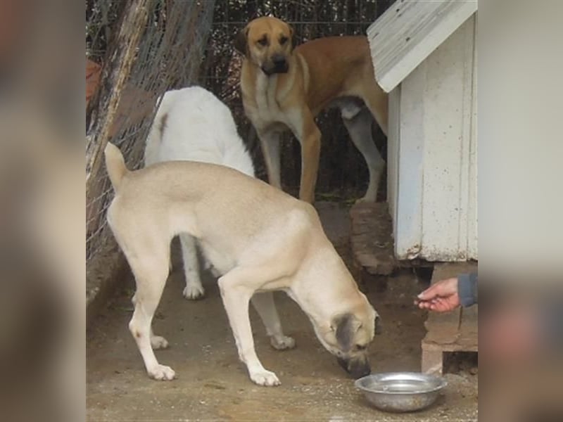 Zurückhaltender Erny sucht Familienanschluss