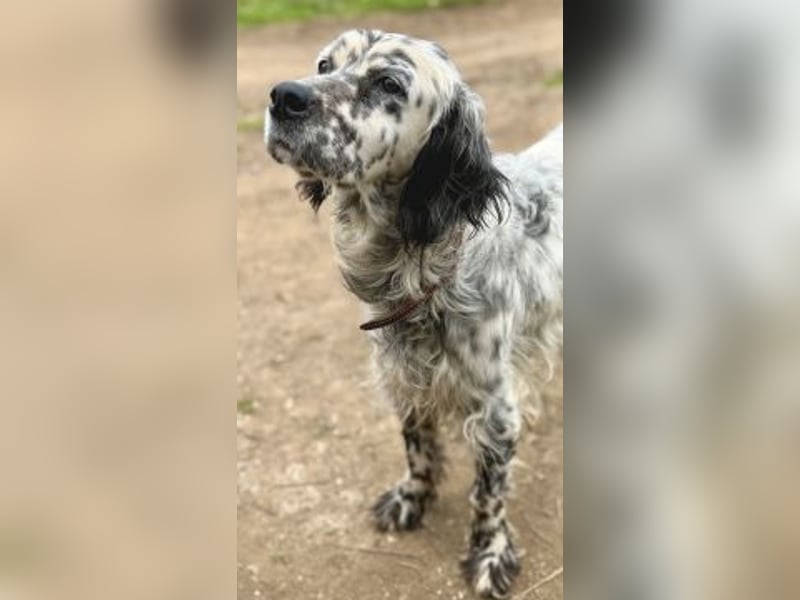 Elvira - treue Settermix Hündin sucht dich