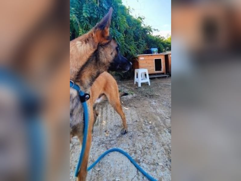 Zorro - liebevoller, menschenbezogener Rüde sucht Zuhause