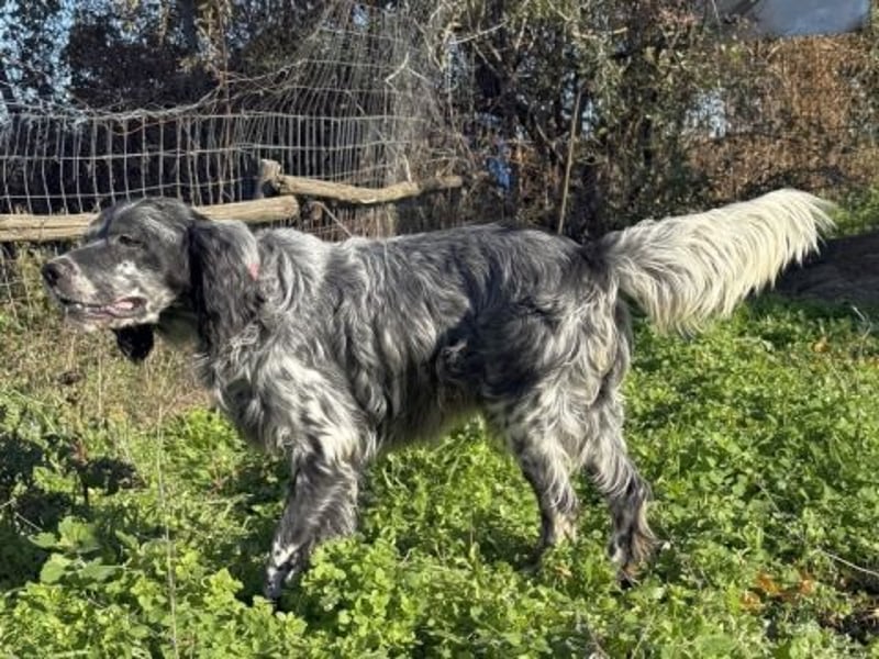 Ernesto - freundlicher, agiler Setter sucht sicheres Zuhause