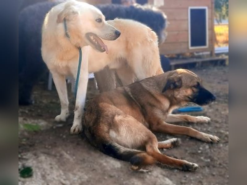 Freundliche Kyra sucht ihr Glück