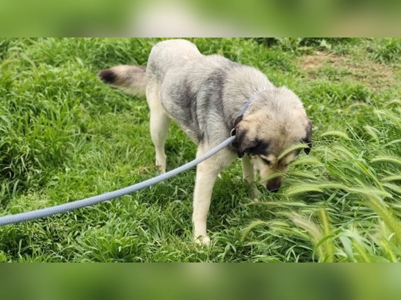 Herzenshund Martina sucht Ihre Menschen