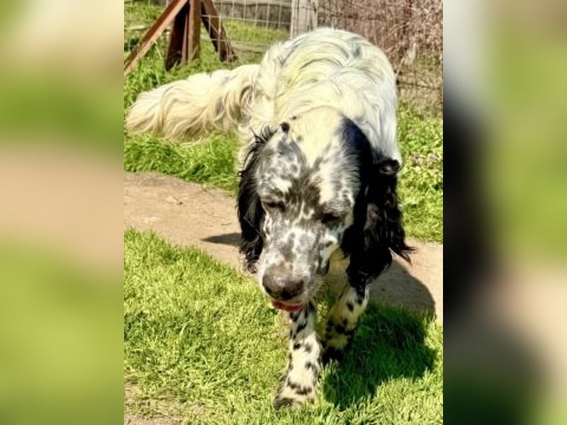 Matteo - feiner junger Setter-Mix