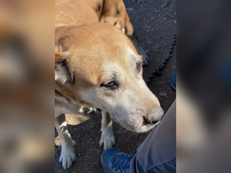 Nala - liebe sanfte Hündin