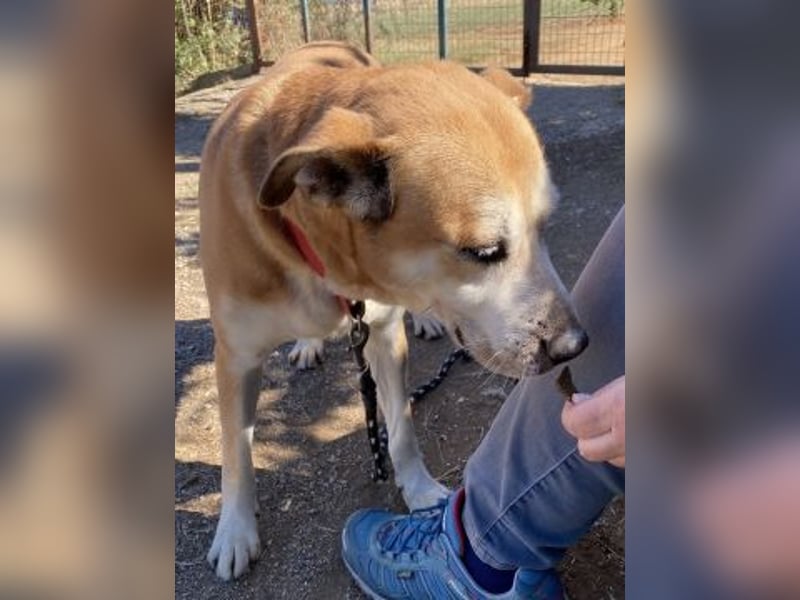 Nala - liebe sanfte Hündin