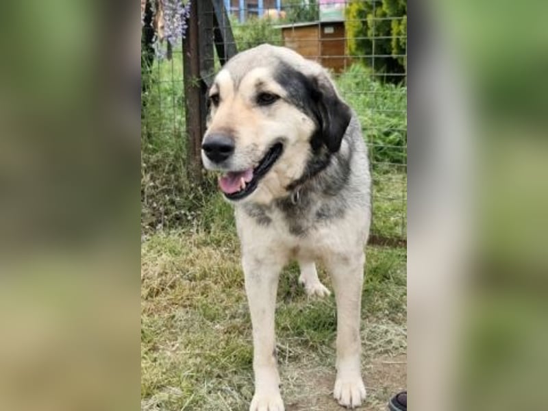 Herzenshund Martina sucht Ihre Menschen