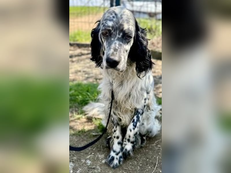 Matteo - feiner junger Setter-Mix