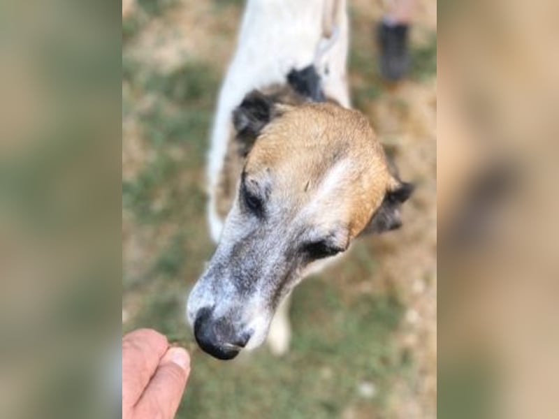 Freundliche Ira sucht Seniorenplatz