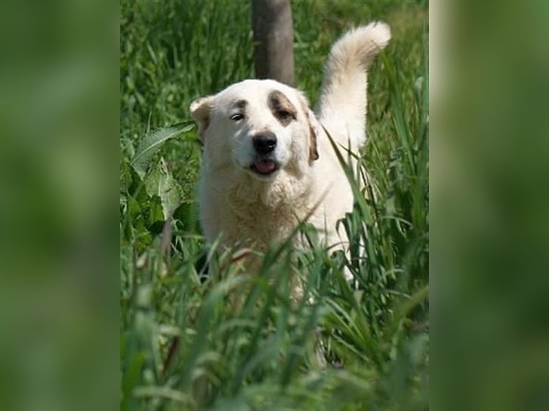 Aroma - eine sanfte Seele wartet auf ihr Glück