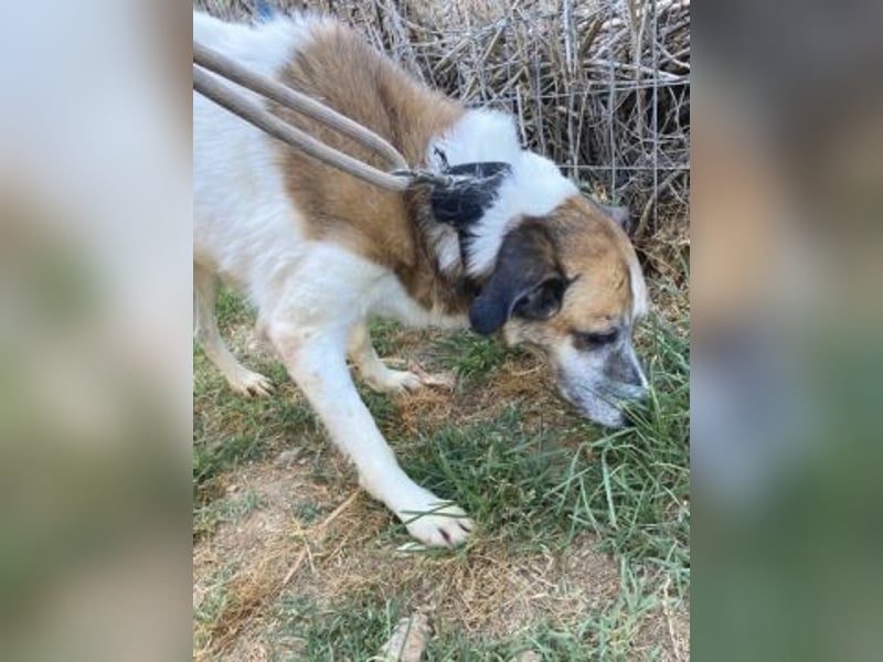 Freundliche Ira sucht Seniorenplatz