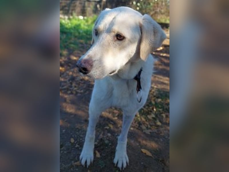 Freundlicher Manthos auf Familiensuche