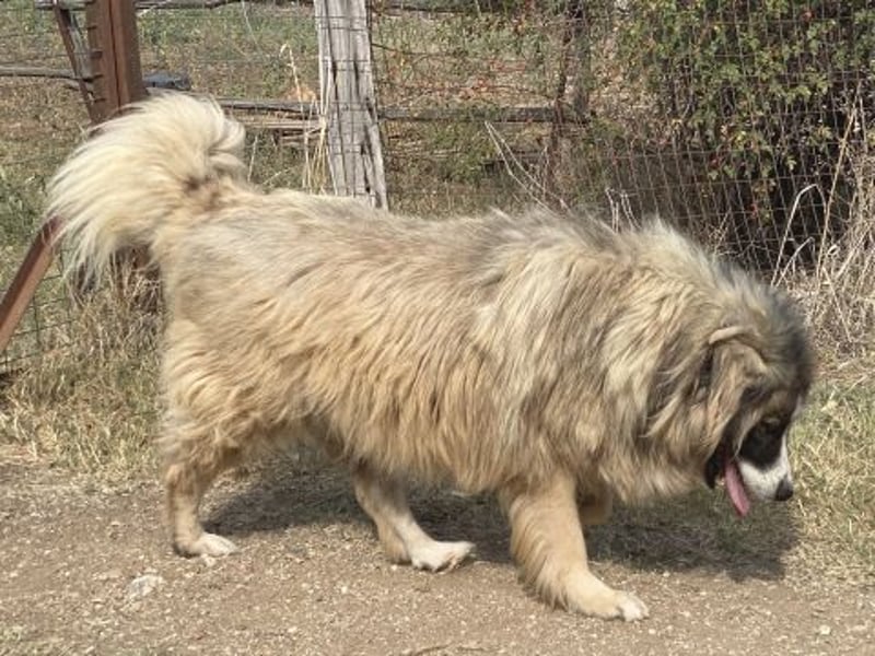 Panagos sucht Zuhause mit Arbeitsauftrag