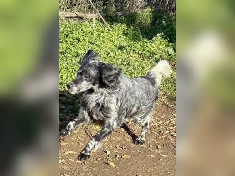 Ernesto - freundlicher Setter sucht sicheres Zuhause