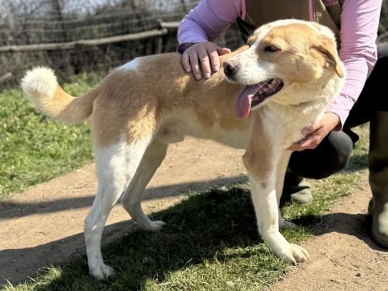 Freundlicher Frankie sucht seine Familie