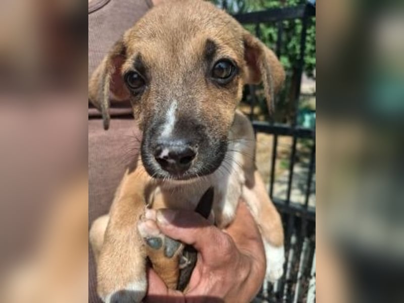 *Reserviert* Eric - kleiner Racker sucht Familienanschluss