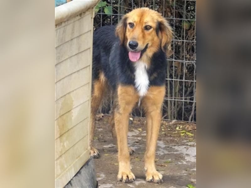 Foureira - bezauberndes Hundemädchen sucht ihre Familie