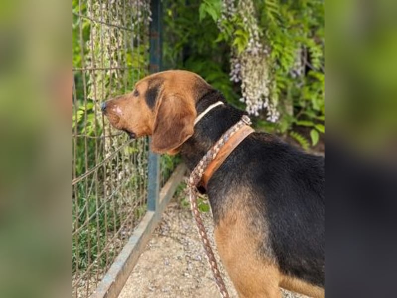 Kitsos - lieber Rüde sucht sein Glück