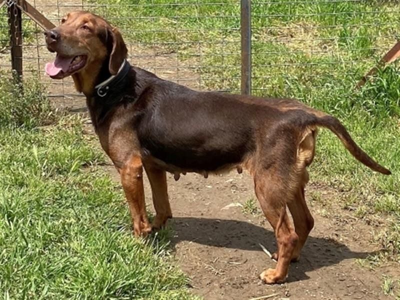 Sanfte Lizoula - Herzenshund mit trauriger Vergangenheit sucht warmes Plätzchen