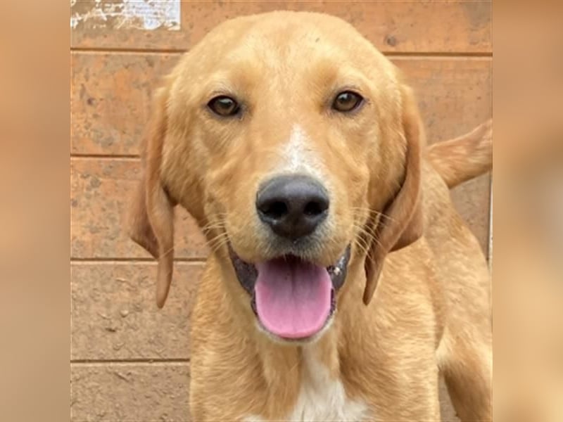 Herzensbrecher Loki sucht Familienanschluss