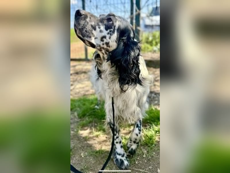 Matteo - feiner junger Setter-Mix