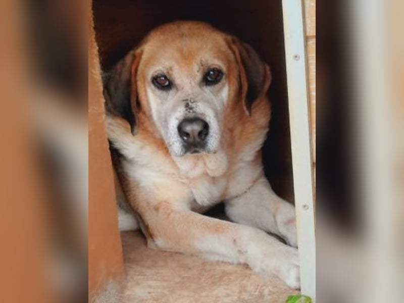 Freundlicher Kleon sucht einen warmen Seniorenplatz