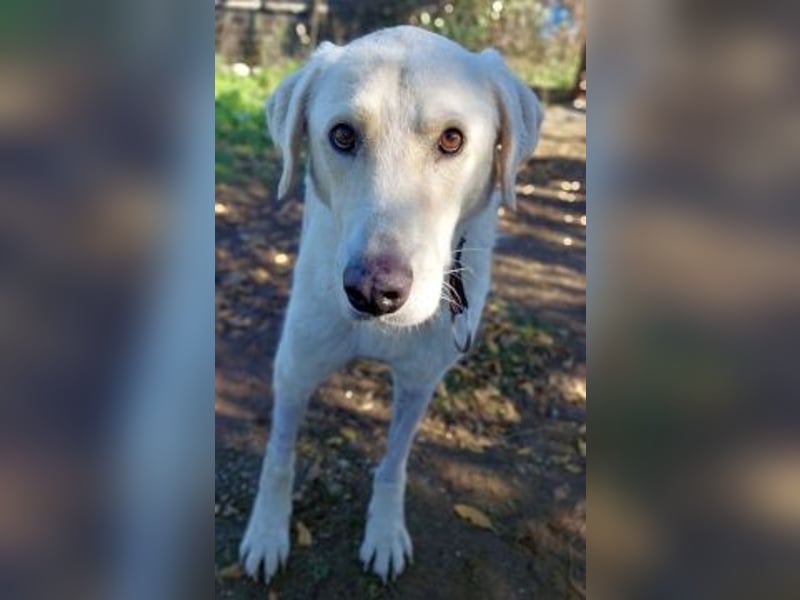 Freundlicher Manthos auf Familiensuche