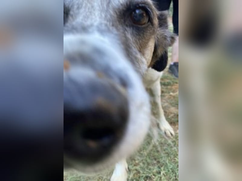 Freundliche Ira sucht Seniorenplatz