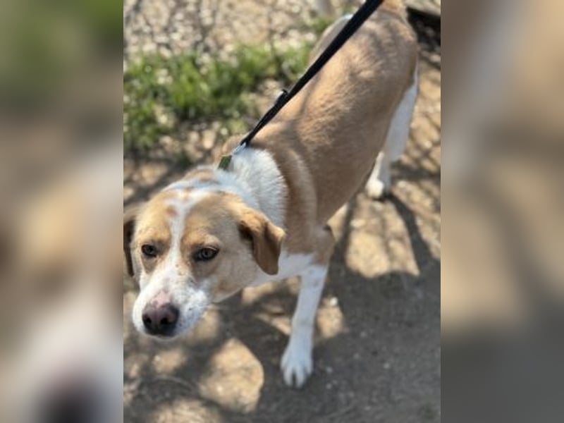 Freundlicher Frankie sucht seine Familie