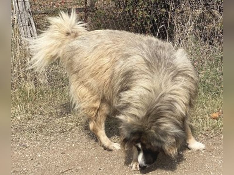 Panagos sucht Zuhause mit Arbeitsauftrag