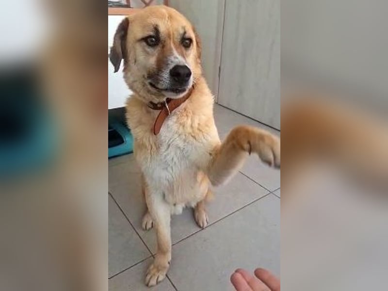 Sanfter Milo sucht ein liebevolles Zuhause für immer ❤️
