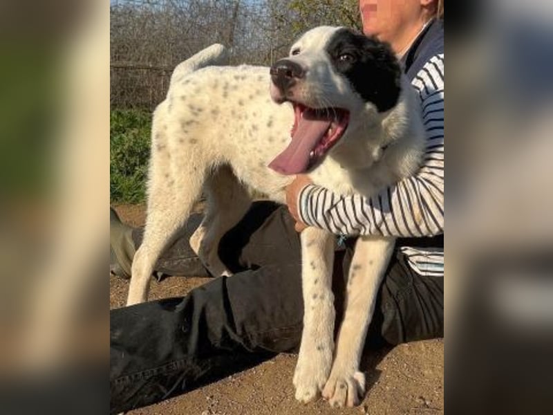 Herzenshund Scooby Doo sucht liebevolles Zuhause