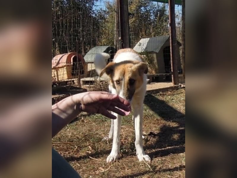 Emma - freundliche Hündin sucht ihre Familie