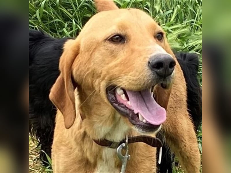 Herzensbrecher Loki sucht Familienanschluss