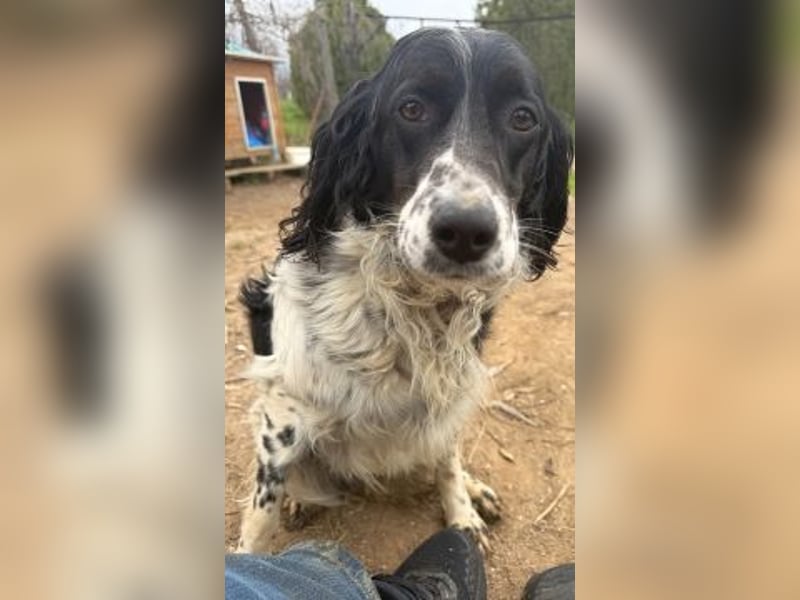 Serafina- schmusige Setter-Mix-Hündin liebt Mensch und Tier