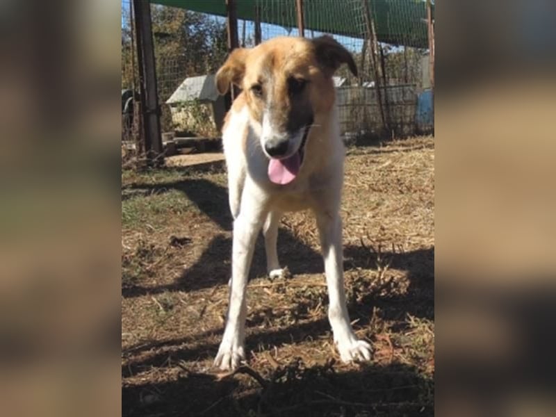 Emma - freundliche Hündin sucht ihre Familie