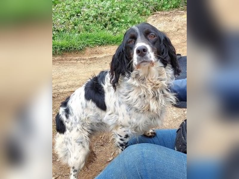 Serafina- schmusige Setter-Mix-Hündin liebt Mensch und Tier