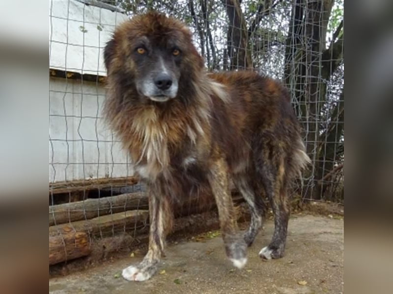 freundlicher Jovan wartet in 28857 Syke