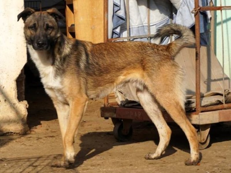 Freundliche Kyra sucht ihr Glück
