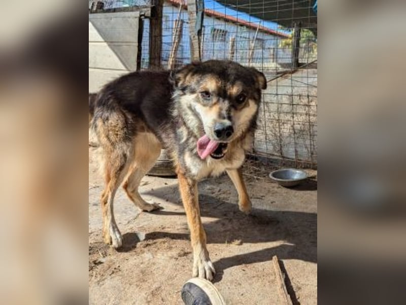 Kyros - ein Herz auf 4 Pfoten